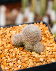 Rebutia cv. sunrise - Vivid Root
