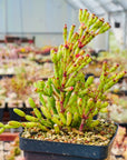 Rhipsalis salicornioides - Dancing Bones Cactus - Vivid Root