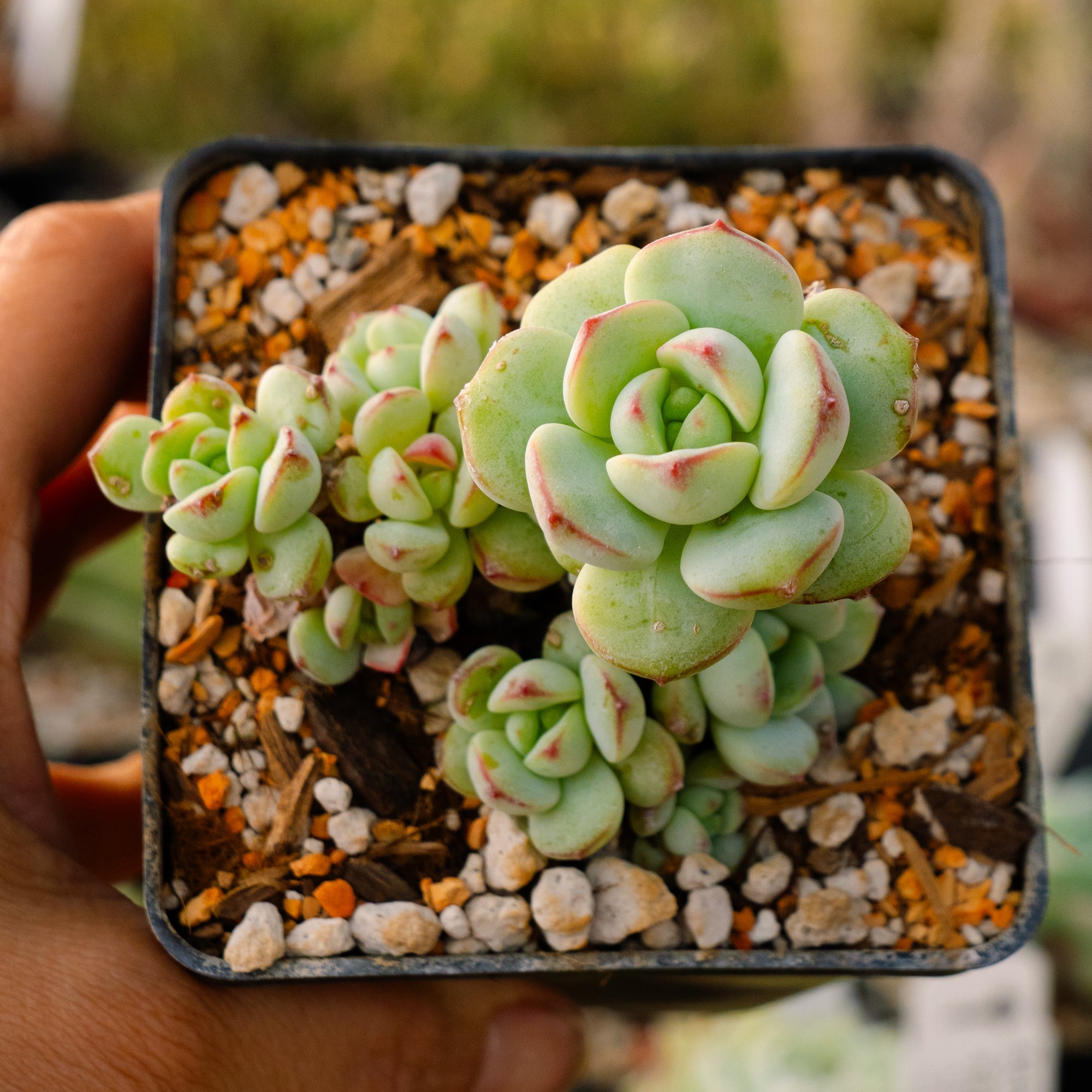 Sedeveria 'Pudgy' - Vivid Root