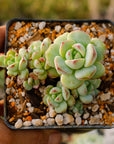 Sedeveria 'Pudgy' - Vivid Root
