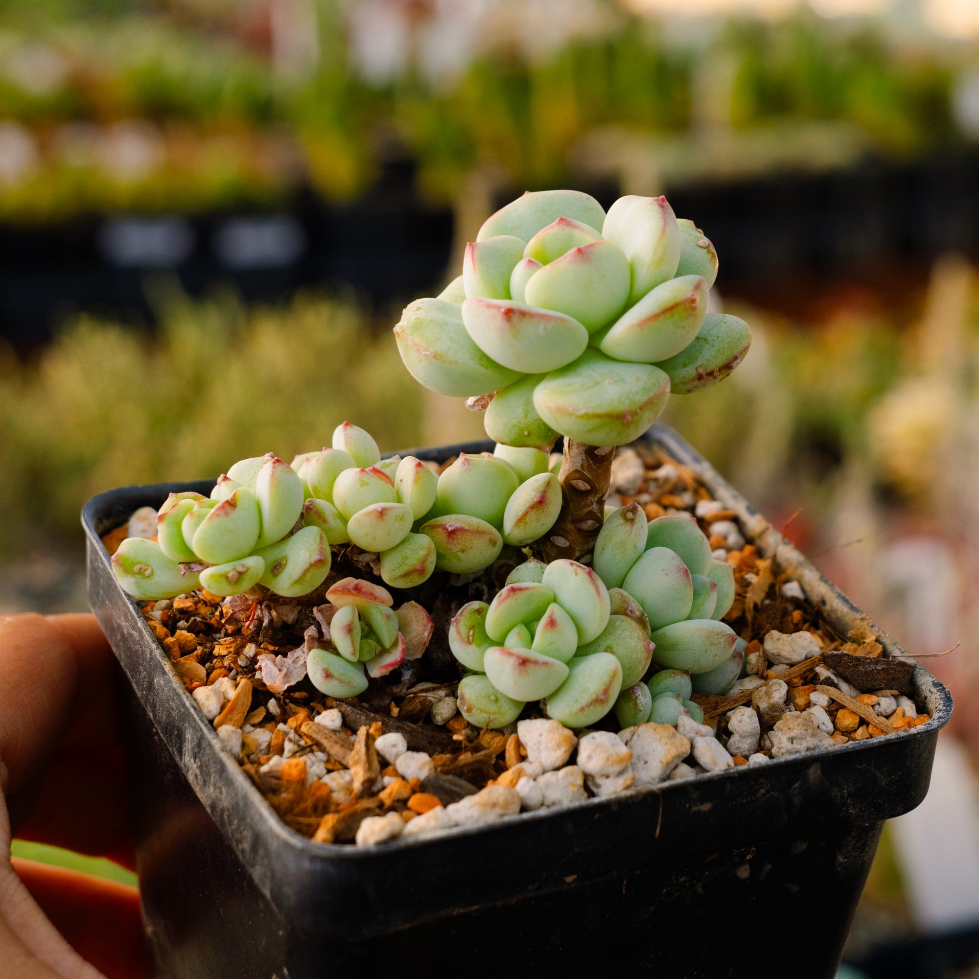 Sedeveria 'Pudgy' - Vivid Root