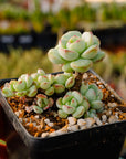 Sedeveria 'Pudgy' - Vivid Root
