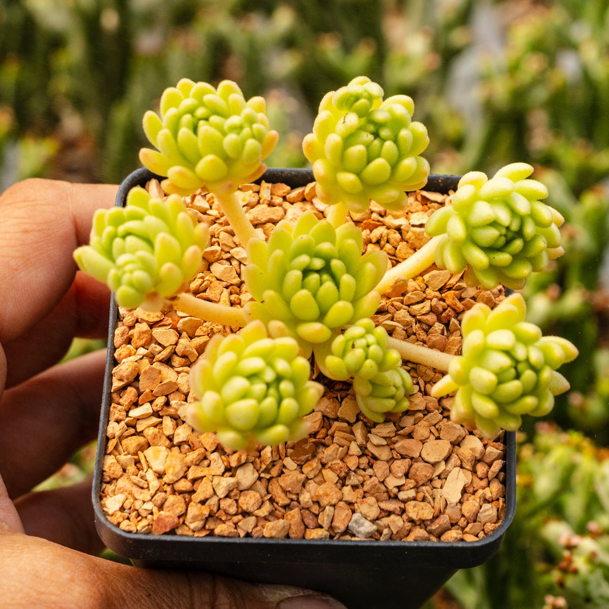 Sedum hirsutum - Vivid Root