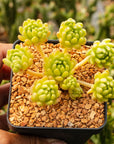 Sedum hirsutum - Vivid Root