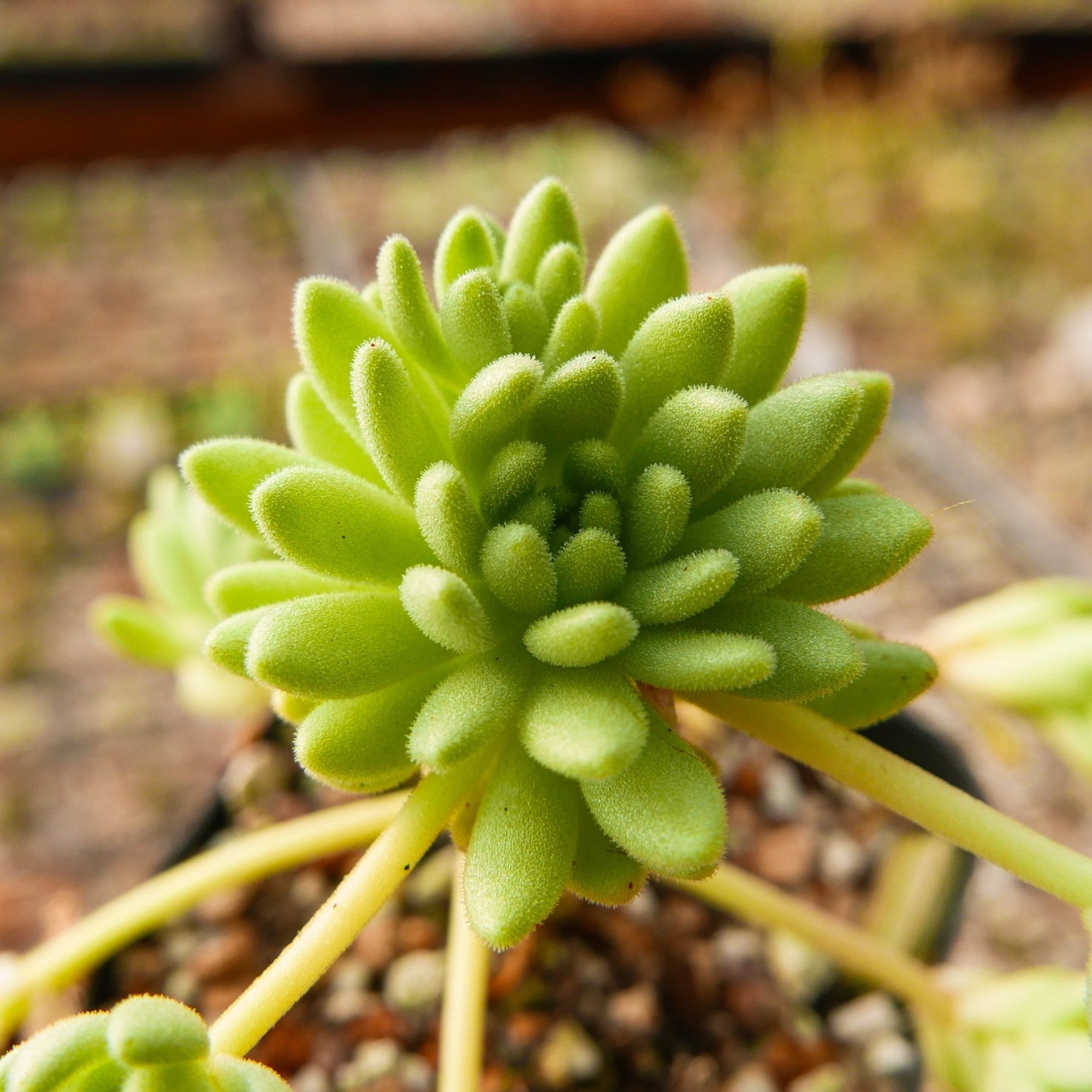 Sedum hirsutum - Vivid Root