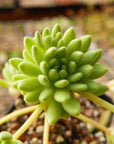 Sedum hirsutum - Vivid Root