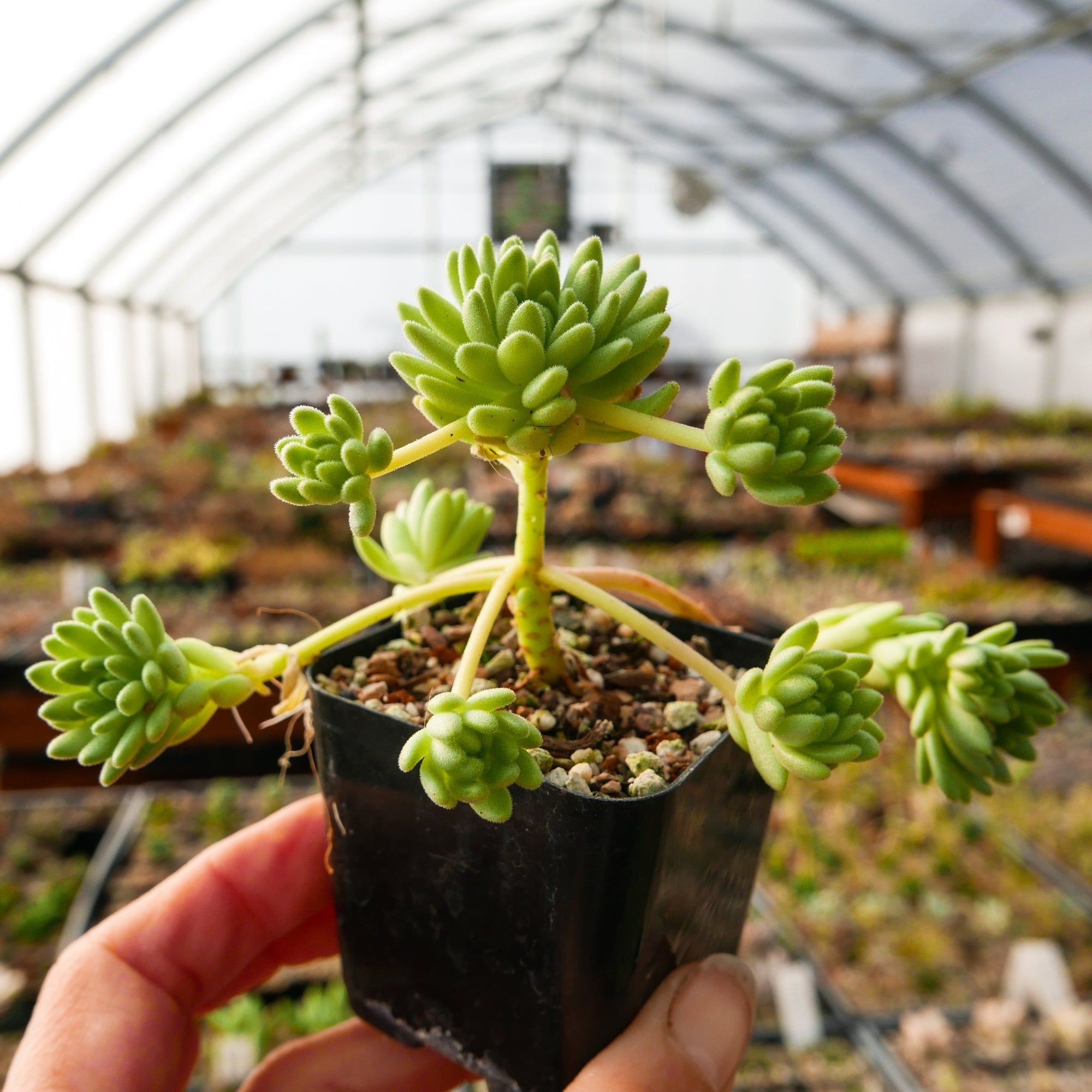 Sedum hirsutum - Vivid Root