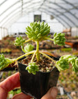 Sedum hirsutum - Vivid Root