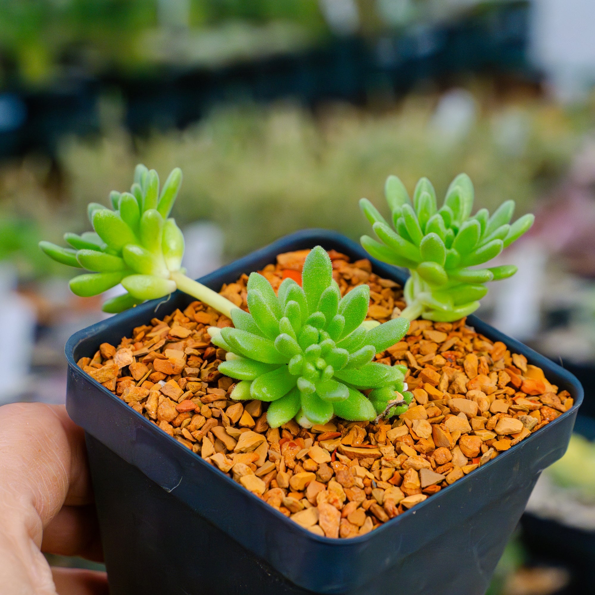 Sedum hirsutum - Vivid Root