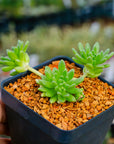 Sedum hirsutum - Vivid Root