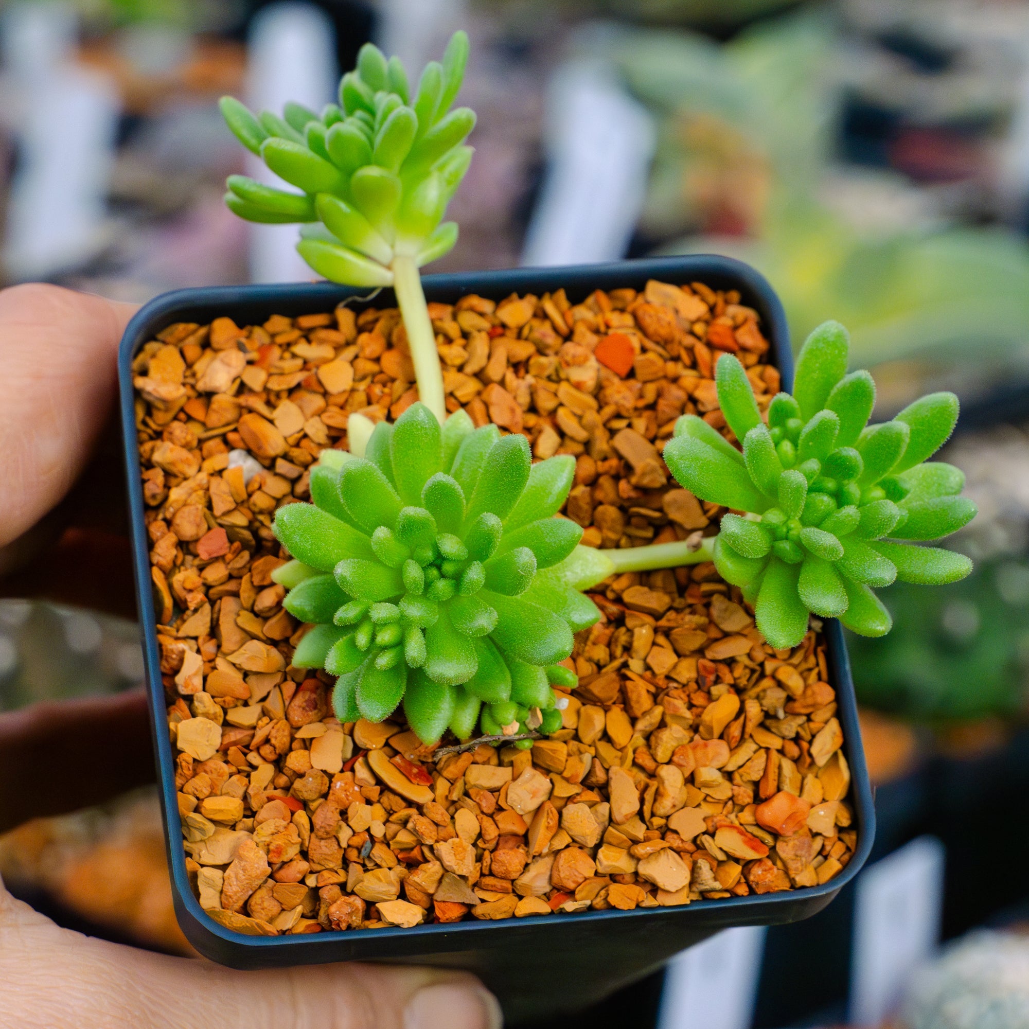 Sedum hirsutum - Vivid Root