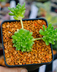 Sedum hirsutum - Vivid Root