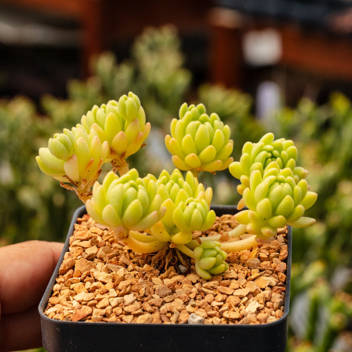Sedum hirsutum - Vivid Root