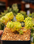 Sedum hirsutum - Vivid Root