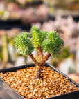 Sedum multiceps - Mini Joshua Tree - Vivid Root