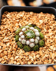 Sempervivum arachnoideum 'Minor' - Vivid Root