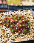 Sempervivum arachnoideum 'Minor' - Vivid Root