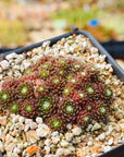 Sempervivum arachnoideum 'Minor' - Vivid Root