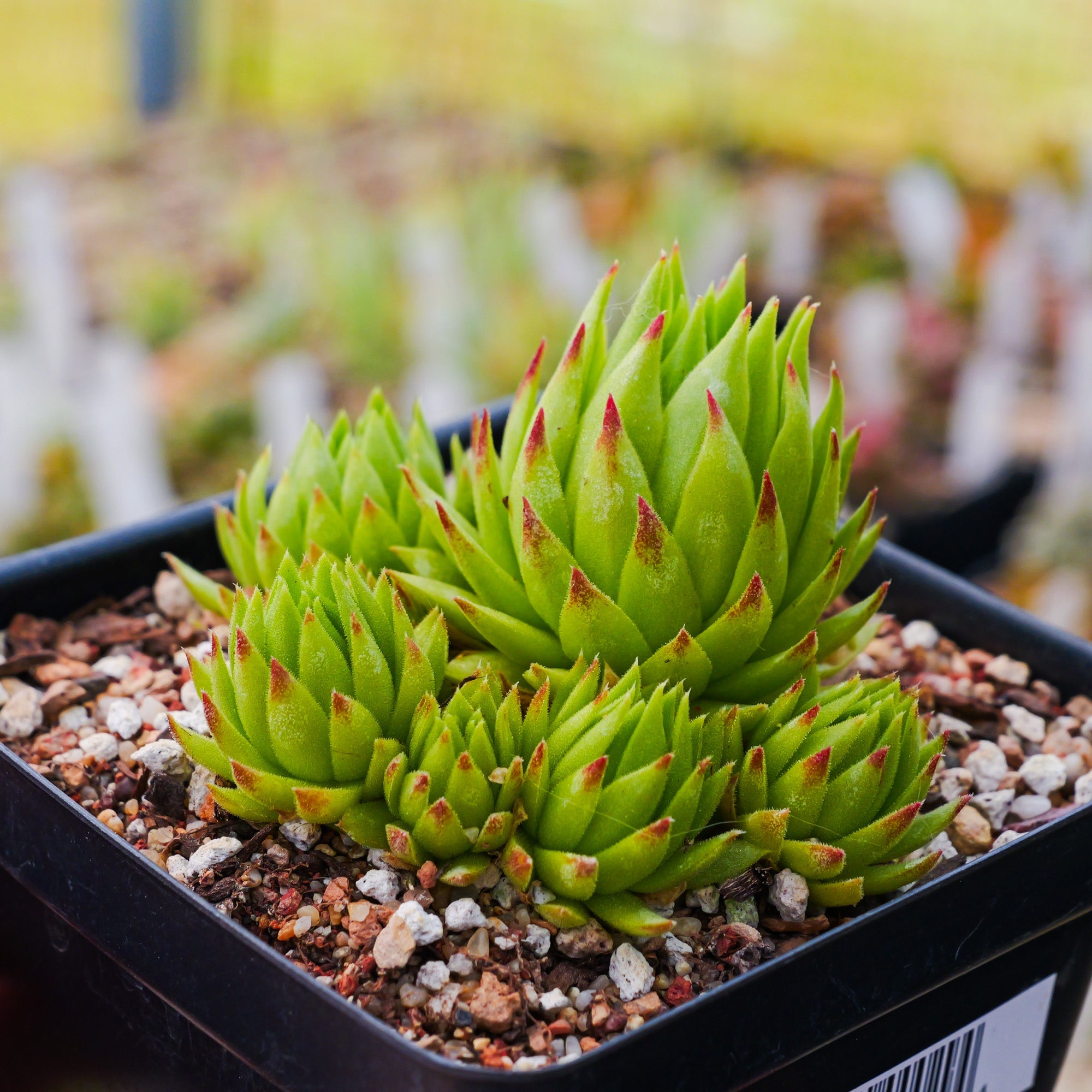 Sempervivum globiferum subsp. allionii - Vivid Root