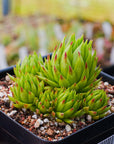Sempervivum globiferum subsp. allionii - Vivid Root