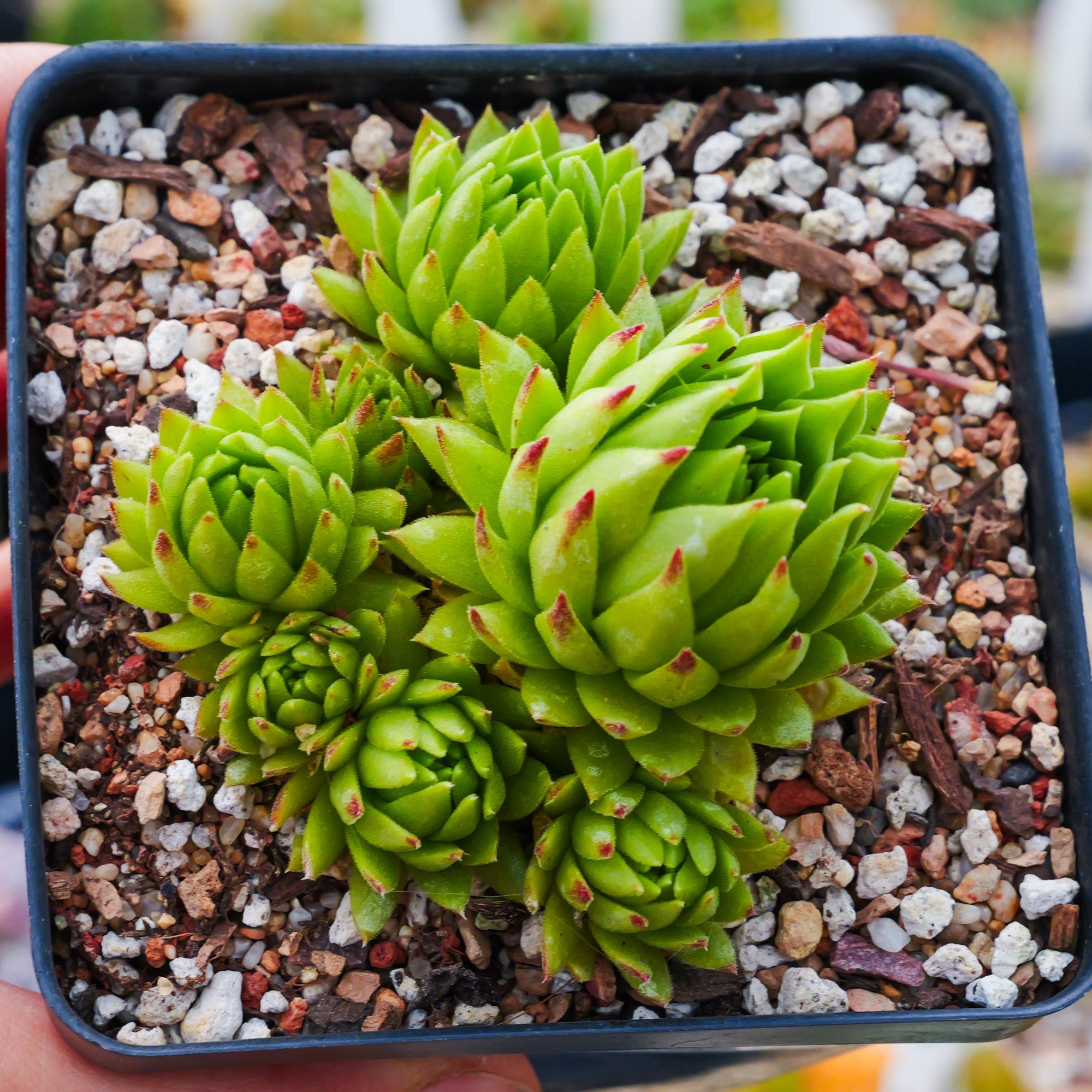 Sempervivum globiferum subsp. allionii - Vivid Root