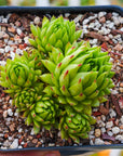 Sempervivum globiferum subsp. allionii - Vivid Root