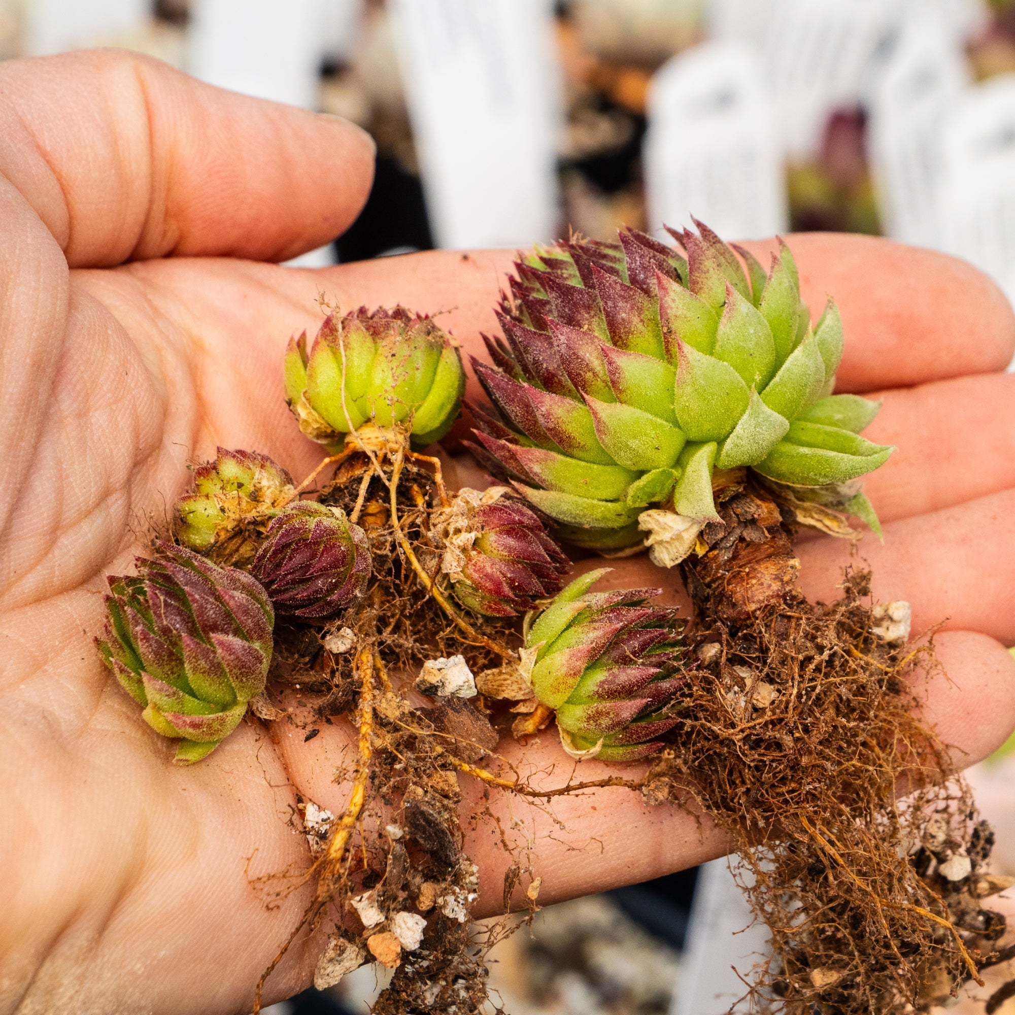Sempervivum globiferum subsp. allionii - Vivid Root