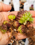 Sempervivum globiferum subsp. allionii - Vivid Root