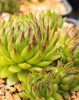 Sempervivum globiferum subsp. allionii - Vivid Root