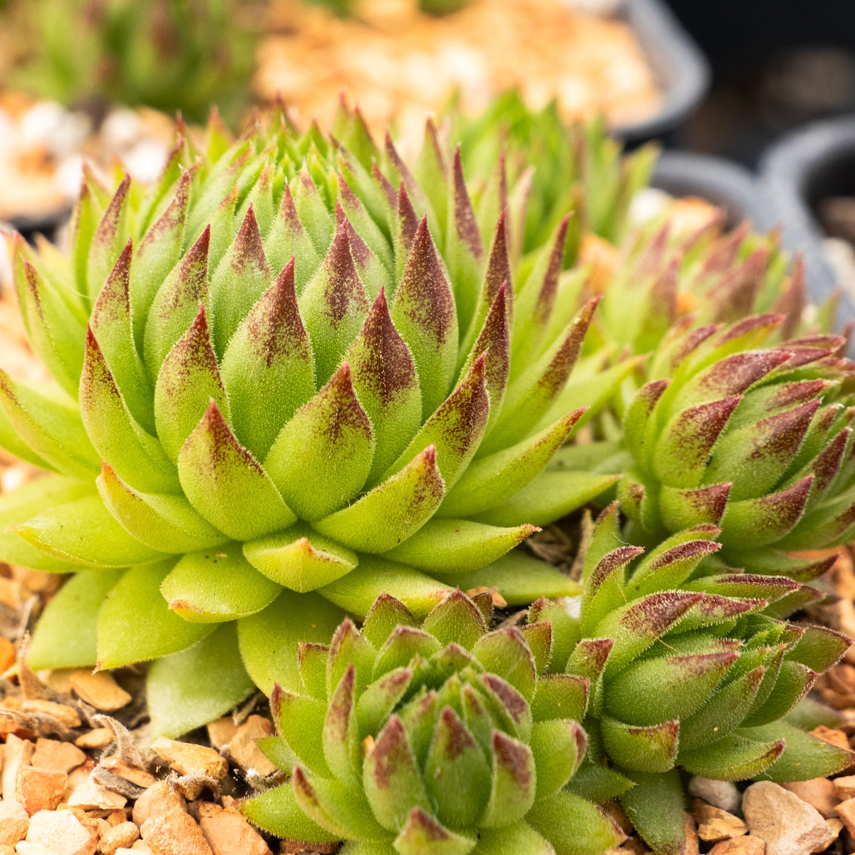 Sempervivum globiferum subsp. allionii – Vivid Root