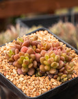 Sinocrassula densirosulata - small form - Vivid Root