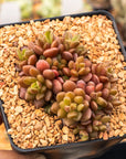 Sinocrassula densirosulata - small form - Vivid Root