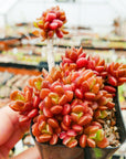 Sinocrassula densirosulata - small form - Vivid Root