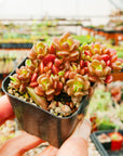 Sinocrassula densirosulata - small form - Vivid Root