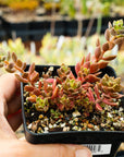 Sinocrassula densirosulata - small form - Vivid Root