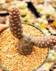 Tephrocactus articulatus var. diadematus - Spruce Cone Cactus - Vivid Root