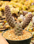 Tephrocactus articulatus var. diadematus - Spruce Cone Cactus - Vivid Root