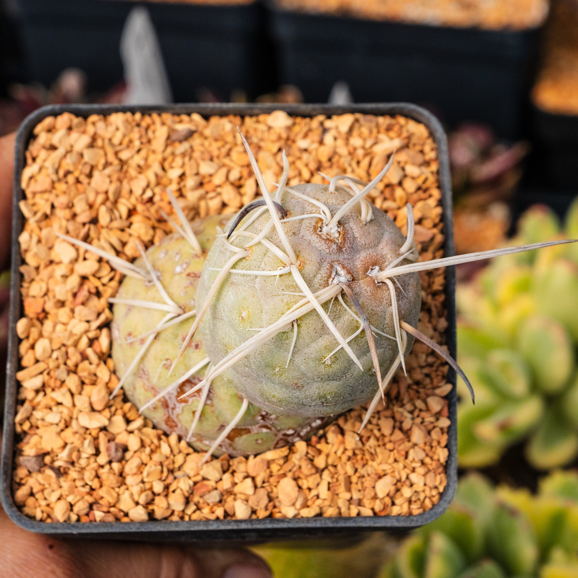 Tephrocactus geometricus - Vivid Root