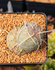 Tephrocactus geometricus - Vivid Root