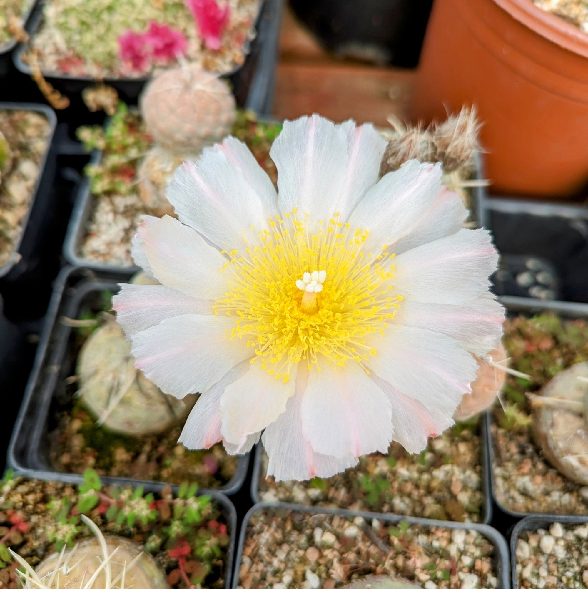 Tephrocactus geometricus - Vivid Root