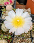 Tephrocactus geometricus - Vivid Root