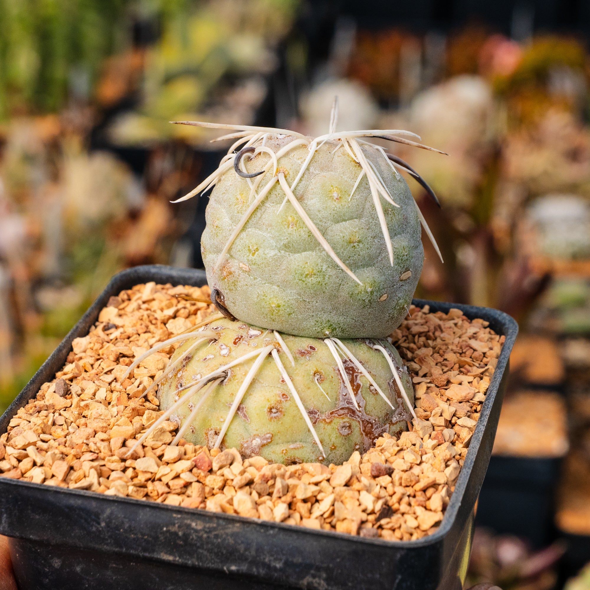 Tephrocactus geometricus - Vivid Root
