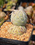 Tephrocactus geometricus - Vivid Root