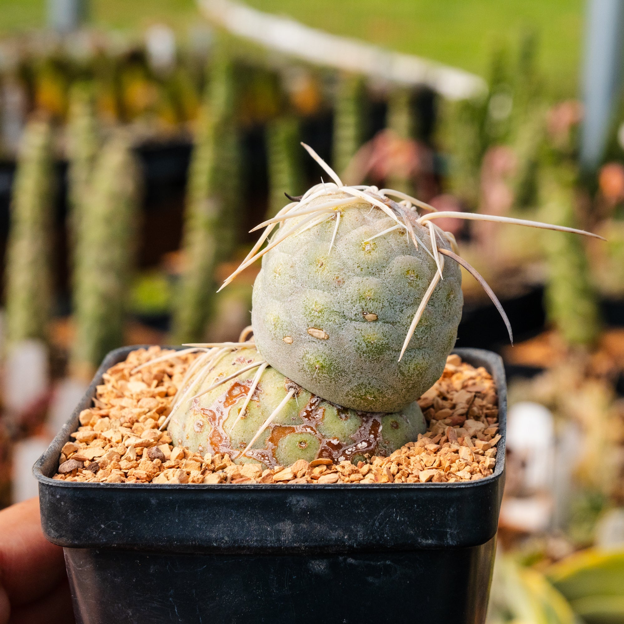 Tephrocactus geometricus - Vivid Root