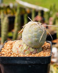 Tephrocactus geometricus - Vivid Root