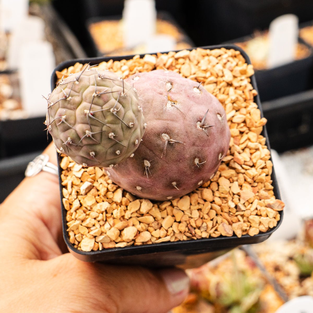 Tephrocactus geometricus (Black Spine Form) - Vivid Root