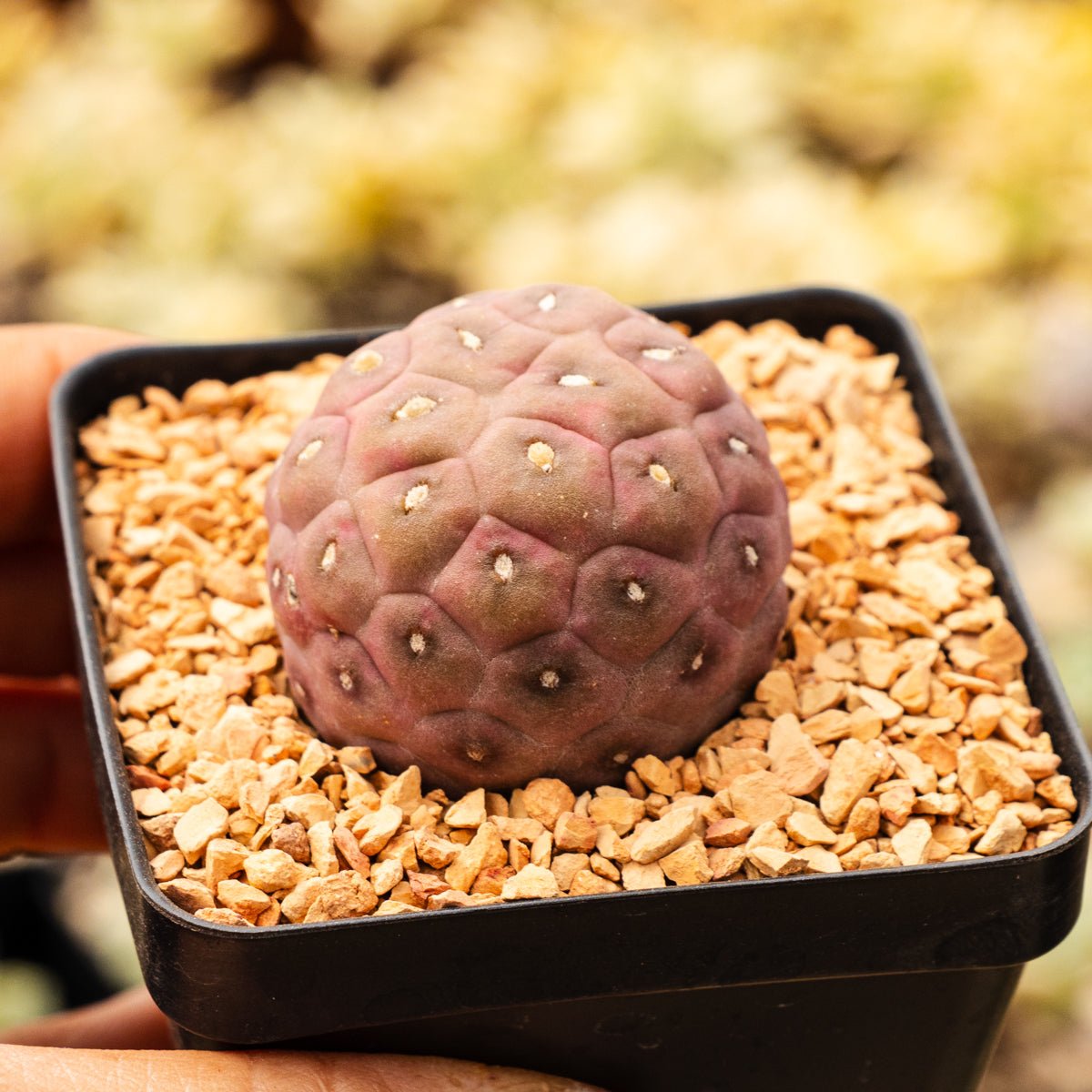 Tephrocactus geometricus (Black Spine Form) - Vivid Root