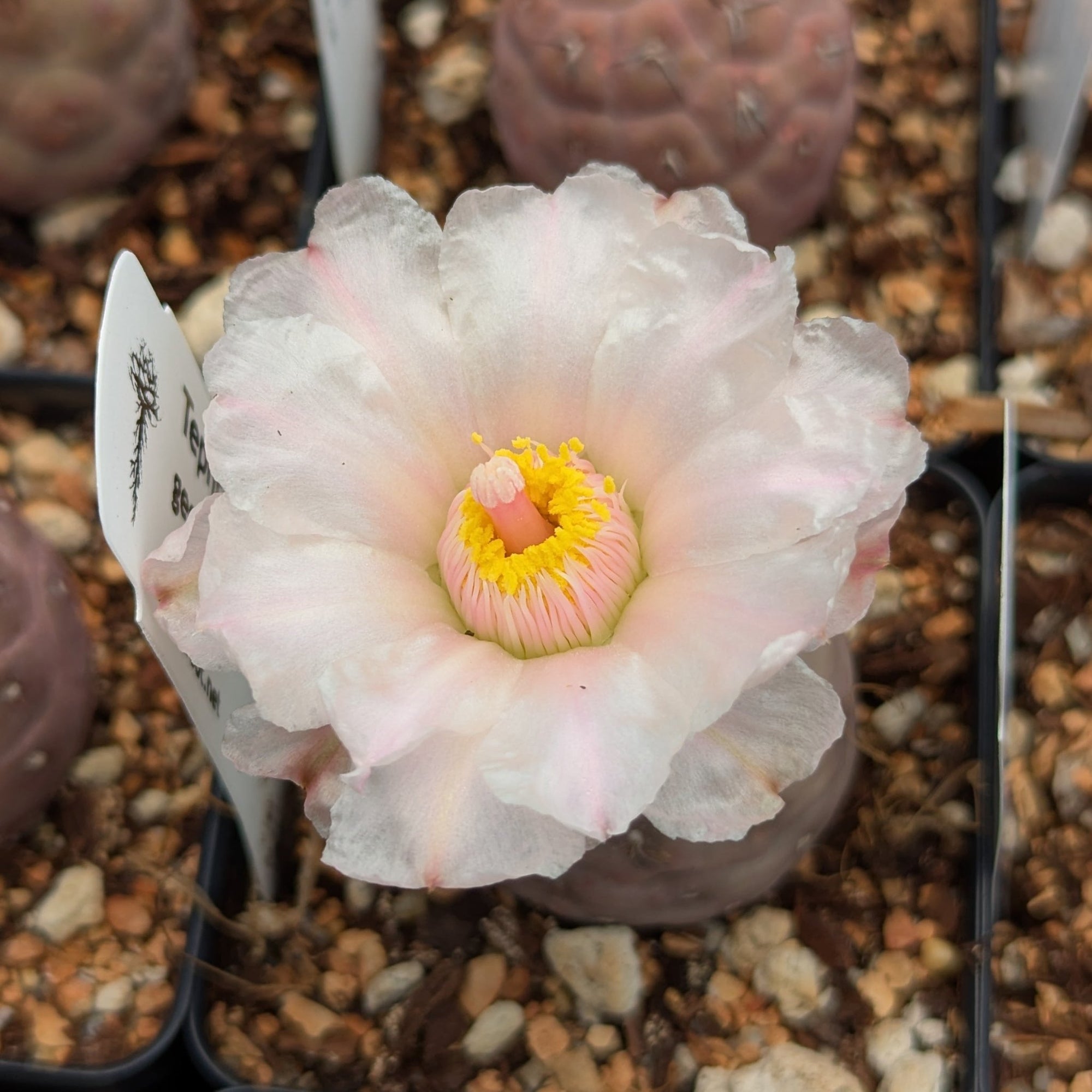 Tephrocactus geometricus (Black Spine Form) - Vivid Root