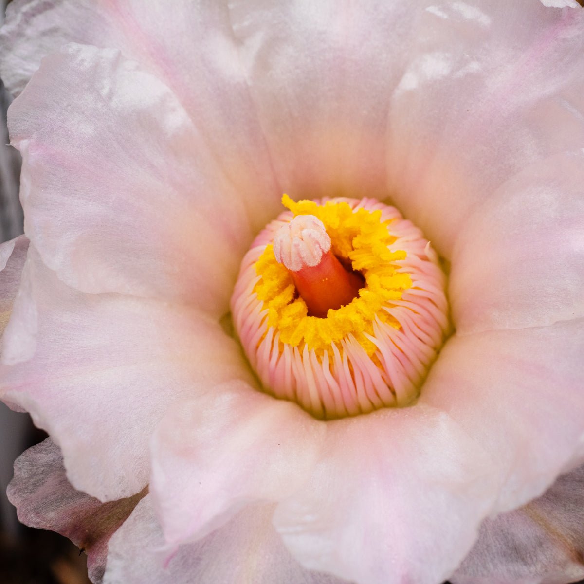 Tephrocactus geometricus (Black Spine Form) - Vivid Root