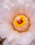 Tephrocactus geometricus (Black Spine Form) - Vivid Root
